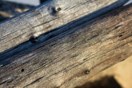 Logged trees next to each other and used in setting up temporary structures. Selective focus.の写真素材
