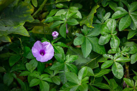 Beautiful view of Ipomoea flowering plant species.