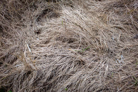 View of dried grass in a garden without water.の写真素材