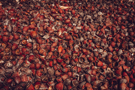 Outer shells of the Cacao fruits. Shells of cocoa fruit after seeds removedの写真素材