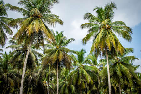 View of coconut tree plantation in Pollachi, Tamil Nadu, India
