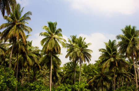 View of coconut tree plantation in Pollachi, Tamil Nadu, India