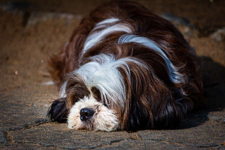 Portrait of a Shih tzu breed dog sitting over mud floor.の写真素材