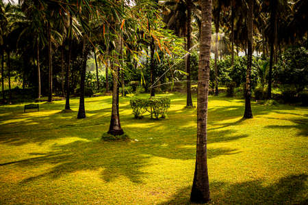 View of coconut tree plantation with sprinkler doing the irrigation in Pollachi, Tamil Nadu, Indiaの写真素材