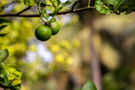 View of fresh limes hanging in a tree. Lemons in an orchard, India