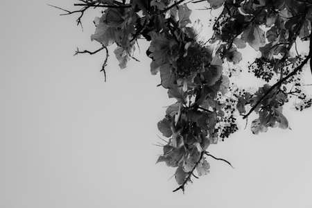 Leaves of a tree with sky background, Kolar, India.の写真素材