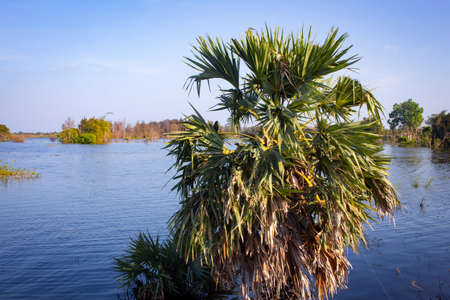 View of palmyra palm trees half submerged with water of Palar river, Tamil Nadu, India.の写真素材