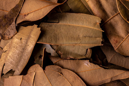 Indian bay leaves which are common ingredient used in cooking for their distinctive flavor and...