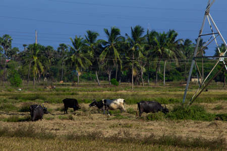 Herd of buffalo and cows grazing on a harvested paddy field. Selective focus