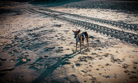 Street dog walking along beach sand of Mahabalipuram Beach. Dog in the sandsの写真素材