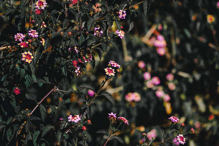 Beautiful flowering plant called Lantana camara (common lantana) along the road side in Indiaの写真素材