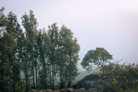 Trees along terrain area in Shevaroy Hills, Yercaud, India