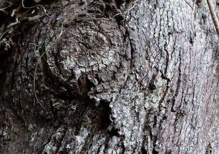 View of tree bark texture and background. Use for nature concept