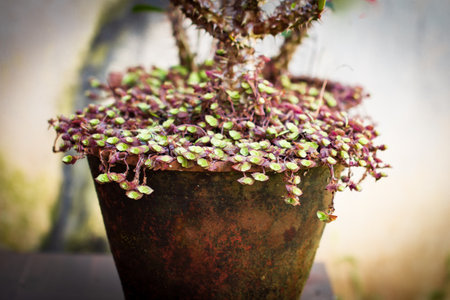 Euphorbia milii, a thorny plant also know as the crown of thorns.