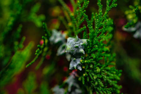 Blossom cypress tree with female cones. Close up view of leaves with fruits of cypress tree. Focus...