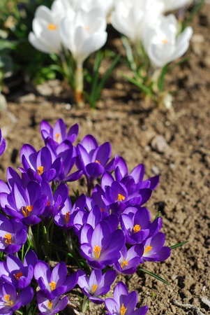 SPRING CROCUS IN GARDENの写真素材