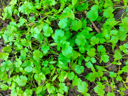 Close up of fresh green coriander leaves growth in soilの写真素材