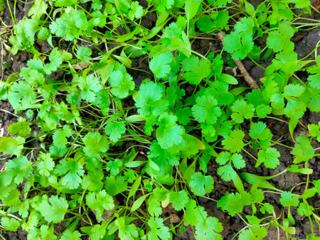 Close up of fresh green coriander leaves growth in soilの写真素材