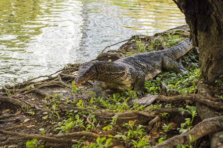Lizard from thailandの写真素材