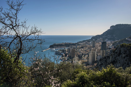 Cherry tree blossoming in Monaco Monte Carloの写真素材