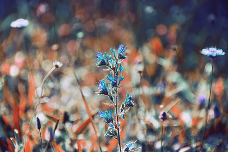 Viper's Bugloss Echium vulgareの写真素材