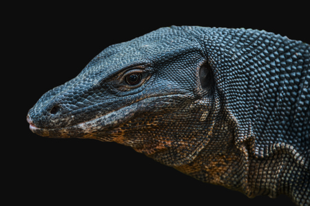 Varanus lizardの写真素材