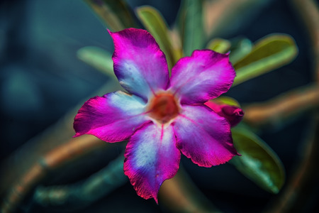 Flower of Adenium obesumの写真素材