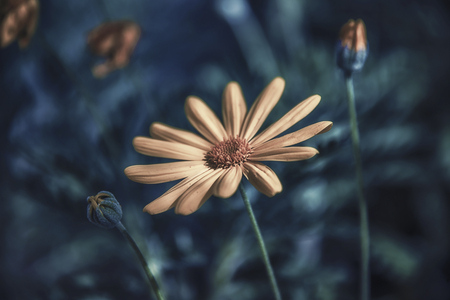 Flower Argyranthemum frutescensの写真素材