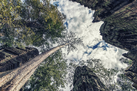Ta Prohm temple in the Angkor complex in Cambodiaの写真素材