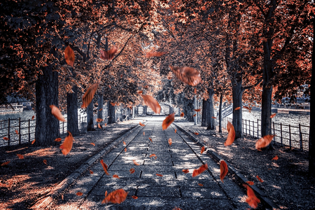 Leaves falling in the park in Paris