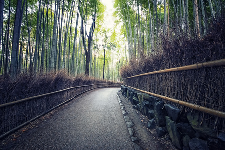 Arashiyama Bamboo Forest in Kyoto Japanの写真素材