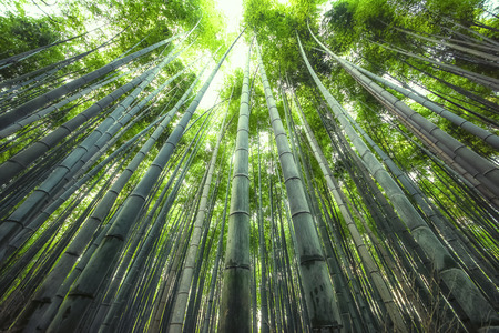 Arashiyama Bamboo Forest in Kyoto Japanの写真素材
