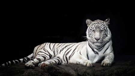 White tiger isolated in blackの写真素材