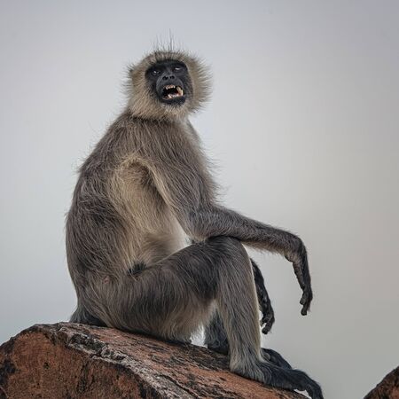 Wild macaque monkey in Rajasthan, India
