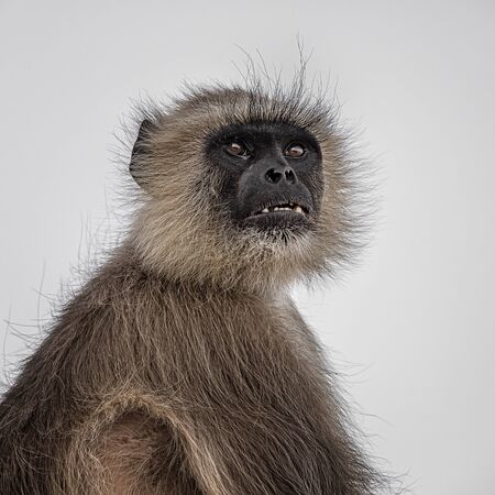 Wild macaque monkey in Rajasthan, Indiaの写真素材