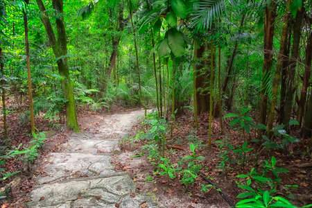 Path in a Singapore forestの写真素材