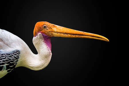 Painted Stork isolated in blackの写真素材