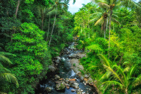 Tropical landscape in the jungleの写真素材