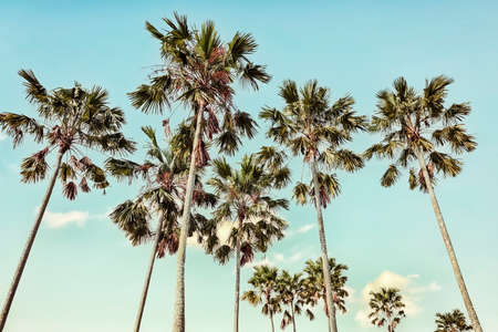 Palm trees on the tropical beachの写真素材