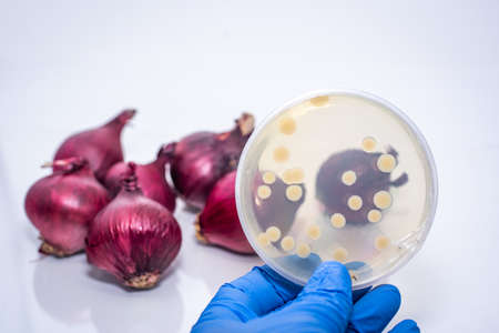 E coli/salmonella bacterial culture plate with bacterial colony isolated from contaminated red onionの写真素材
