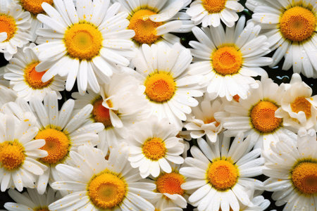 Beautiful white daisies in the water, close-upの素材