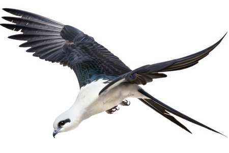White-bellied Sea Eagle in flight isolated on a white backgroundの素材