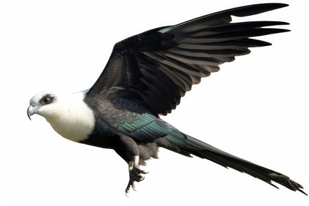 White-backed Frigatebird (Heteroptera caerulea)の素材