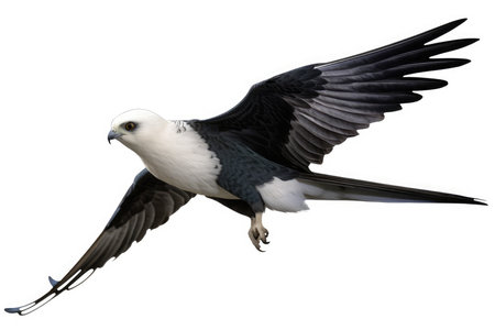White-tailed Fish Eagle in flight isolated on a white background.の素材