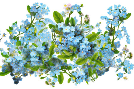 Bouquet of forget-me-nots isolated on white backgroundの素材