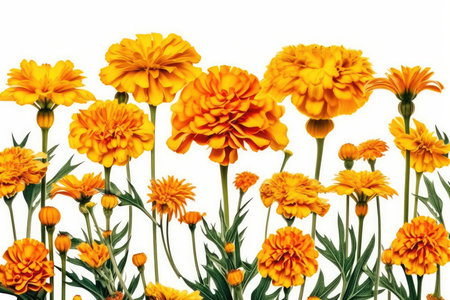 Marigold flowers isolated on white background. Top view. Flat lay.の素材