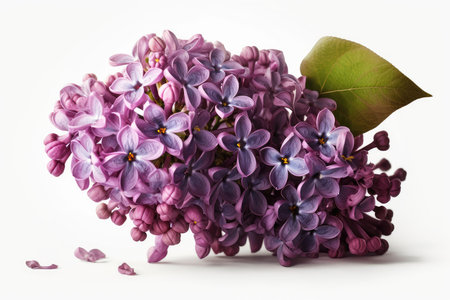 Bouquet of lilac flowers isolated on a white background.の素材