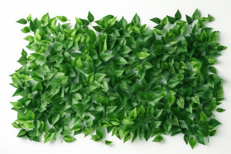 green leaves on white background, top view, copy space for textの素材