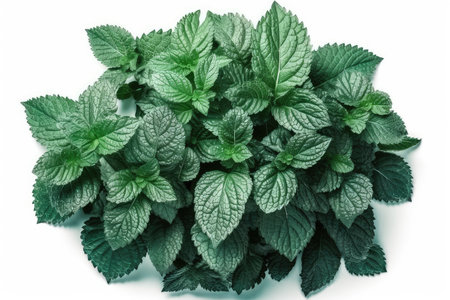 Fresh mint leaves isolated on white background. Top view. Flat lay.の素材