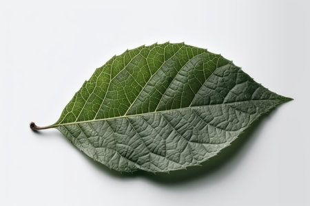 Green leaf on a white background. Close-up. Studio photography.の素材